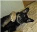 Foto в Домашние животные Отдам даром Отдам щенка (девочка), около 4 месяцев. Чистокровный в Владивостоке 0