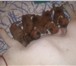 13 августа родились шикарные щенки красного окраса!  4 девочки и 1 мальчик окраса красное дерево 68629  фото в Москве