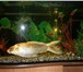 Изображение в Домашние животные Рыбки Продаётся золотой карп,   длинной 35 см.Этих в Новосибирске 1 000
