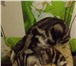 Foto в Домашние животные Вязка Ждем в гости на вязку с прямоухим шотладнцем, в Уфе 1 000