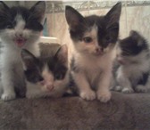Отдам котят,  очень добрым и любящих животных людям,  Четыре котёнка, 136646  фото в Чулым