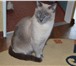 Foto в Домашние животные Потерянные потерялся 29 мая. в 17а кс зяб . сиамский в Набережных Челнах 0