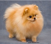 Продаем щенков шпица померанского миниатюрного шоу  класса для выставок и разведения,   отец JAN-S 65428  фото в Москве