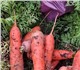 Где взять ровную, гладкую, сочную морков