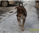 Отдам воспитанного хорошего пса в добрые руки Хозяева меняют место жительства и нет возможности з 67791  фото в Серпухове
