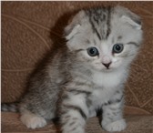 Продаются шотландские котята 2264918 Скоттиш фолд фото в Иваново