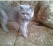 Изображение в Домашние животные Вязка Британский Кот! Окрас Светло- голубой! Приглашает в Пензе 2 000