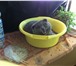 Foto в Домашние животные Вязка Шотландский вислоухий кот голубого окраска в Туле 2 000
