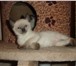 Сиамские котята 1, 5 месяца продаю девочки 167453  фото в Москве