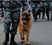 Фотография в Домашние животные Услуги для животных Индивидуальная дрессировка собак и по желанию в Красноярске 500