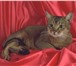 Фотография в Домашние животные Услуги для животных Профессиональные  фотосессии  кошек  и  небольших в Тюмени 2 000