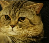 Фото в Домашние животные Вязка Опытный кот скоттиш страйт в самом расцвете в Екатеринбурге 2 000