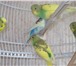 Фотография в Домашние животные Птички Продажа Волнистых попугаевПродажа Волнистых в Зеленоград 400
