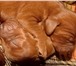 Ирландского сеттера щенки с родословной Возраст 2 месяца Дешево, срочно по семейным обстоятельств 66836  фото в Москве