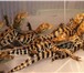 Изображение в Домашние животные Другие животные Краснодарский питомник рептилий и экзотических в Ставрополе 3 000