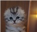 Продаются чистокровный шотландский вислоухий котик мраморного окраса и прямоухая кошечка окраса «ви 69416  фото в Москве