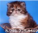 Очаровательные экзотические котята или персидские с короткой плюшевой шерстью, Окрас разный, Котята 68863  фото в Москве