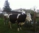 Фотография в Домашние животные Другие животные Срочно продаётся корова, молоко жирное - в Барнауле 40 000