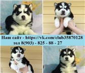 В продаже чёрно-белые и белоснежные щенки хаски 3830617 Сибирский хаски фото в Кандалакша