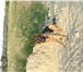 Foto в Домашние животные Вязка собак Молодой кобель с родословной (!) ищет двочку в Рязани 0