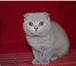 Шикарные котята 2544584 Британская короткошерстная фото в Санкт-Петербурге