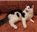 Фотография в Домашние животные Отдам даром Общительный котик с шелковой чуть-пушистой в Барнауле 10