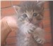 Отдам котят в добрые руки 3346470 Домашняя кошка фото в Барнауле