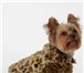 Foto в Домашние животные Услуги для животных Предлагаем одежду для собак оптом производство в Москве 0