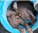 Фотография в Домашние животные Вязка Красивый, ласковый, умненький котик! Приглашает в Пензе 3 000
