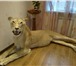 Изображение в Хобби и увлечения Охота Продам чучело африканской львицы, выполнено в Москве 320 000