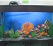Фото в Домашние животные Рыбки изготовим аквариумы по вашим размерам  ! в Стерлитамаке 500
