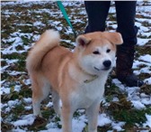 Акита Японская щенки белая и рыженькие 3770528 Акита-ину фото в Екатеринбурге