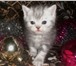 Котята кошечки и котики 1735248 Скоттиш фолд фото в Барнауле