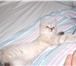Продается котенок 2172951 Сиамская фото в Омске