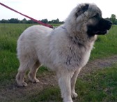 Фото в Домашние животные Вязка собак мальчик кавказкая овчарка ищет достойную в Россошь 0