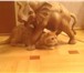 Фото в Домашние животные Вязка Кот шотландец прямоухий рыжий с большими в Раменское 1 000