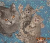 Продаются британские плюшевые котята 2 месяца (д, р, 09, 04, 2010 г,), Окрас:голубой, мраморный голу 69134  фото в Москве