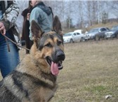 Фотография в Домашние животные Вязка собак Предлагается для вязки молодой кобель ВЕО в Москве 3 000