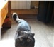 Изображение в Домашние животные Вязка Пылающий любовью кот приглашает даму в гости. в Зеленоград 1