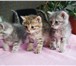 Foto в  Отдам даром-приму в дар В добрые руки три котенка необыкновенной в Гатчина 0