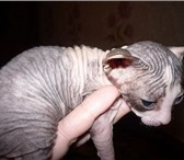 Продам котят донской сфинкс, Мальчик и девочка, окрас серый с розовым, резинки, 2 месяца, приуче 69693  фото в Новосибирске