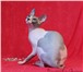 Продаются очаровательные котята породы «Донской сфинкс» от титулованных производителей в разведени 69338  фото в Москве