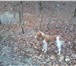 Foto в Домашние животные Вязка собак 2 года ищет девочку в Краснодаре 0