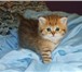 Питомник Венец Славы предлагает чистокровных британских золотых котят новой линии Шоколадный Бут 68973  фото в Москве