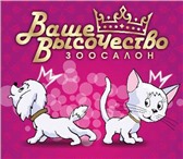 Фото в Домашние животные Услуги для животных Вас приветствует Зоосалон "Ваше Высочество" в Москве 1 000