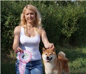 Фотография в Домашние животные Вязка собак Предлагается для вязки молодой перспективный в Красноярске 40 000