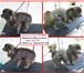 Изображение в Домашние животные Услуги для животных Груминг-салон "Грумми" приглашает маленьких в Пензе 500