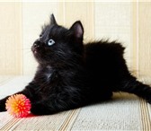 Foto в Домашние животные Отдам даром Отдам черного котика в хорошие руки, 2 месяца, в Йошкар-Оле 10
