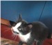 Фотография в Домашние животные Отдам даром черный котенок с белыми усами и бровями, в Барнауле 0