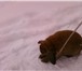 Фото в Домашние животные Грызуны продам декоративного кролика рыже серого в Магнитогорске 1 000